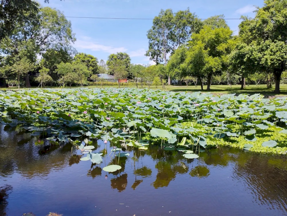 Hình ảnh ao sen đầu làng